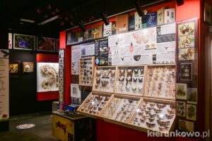 muzeum motyli w łebie łeba atrakcje