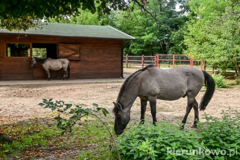 mini zoo w lesznie ogród zoologiczny w lesznie