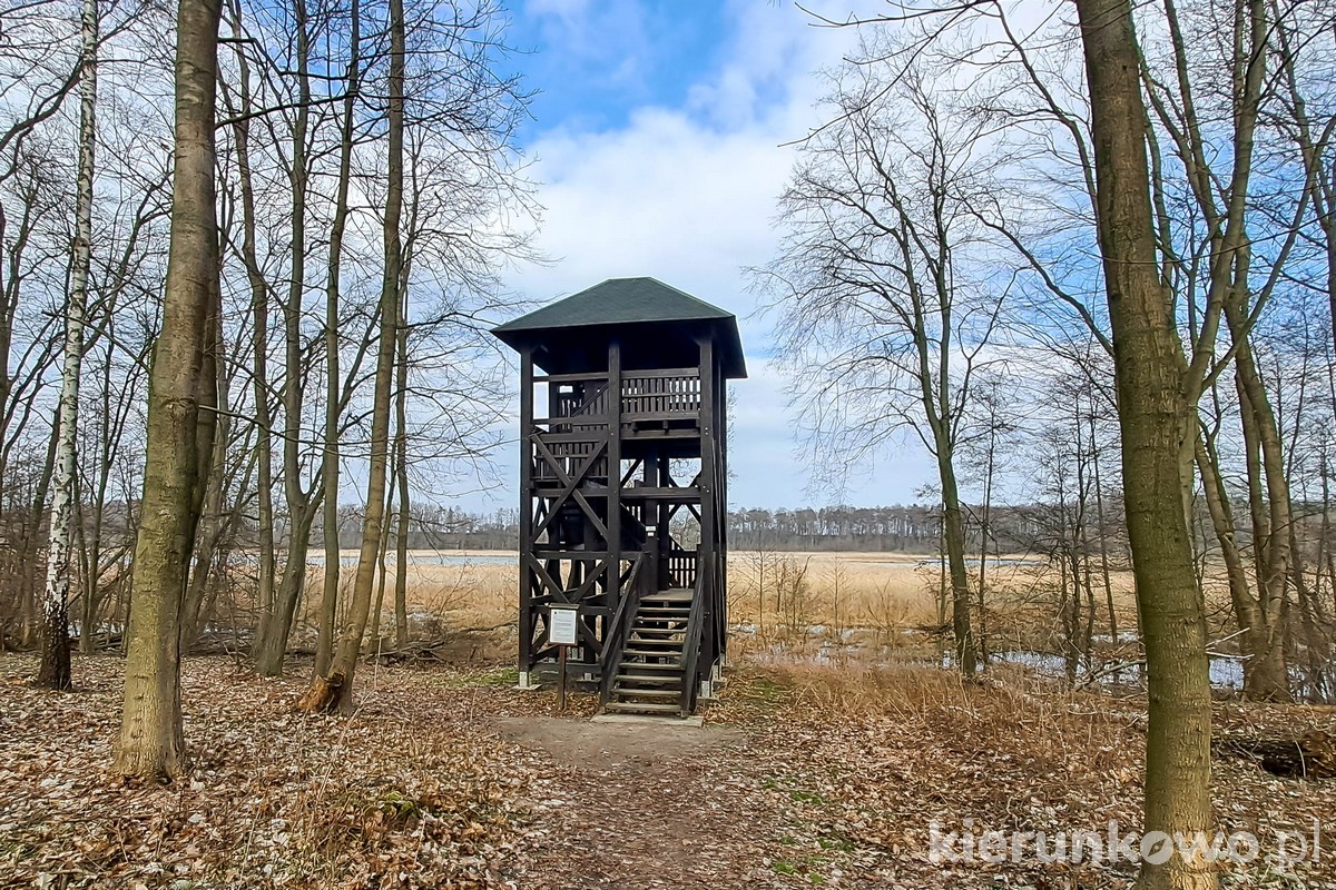 Trzcielińskie Bagno wieża obserwacyjna wielkopolski park narodowy ornitologia obszar ochrony ścisłej