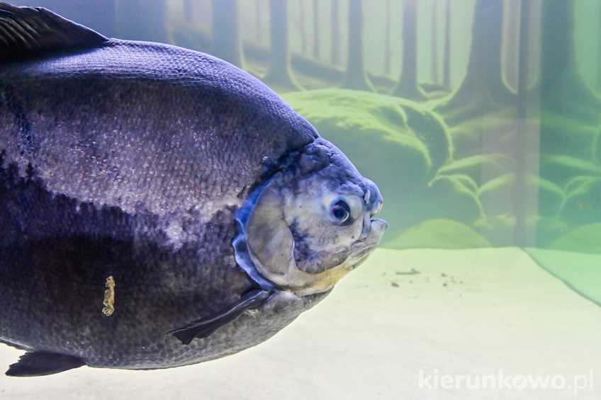 Pirania Kasia w świnoujskim muzeum