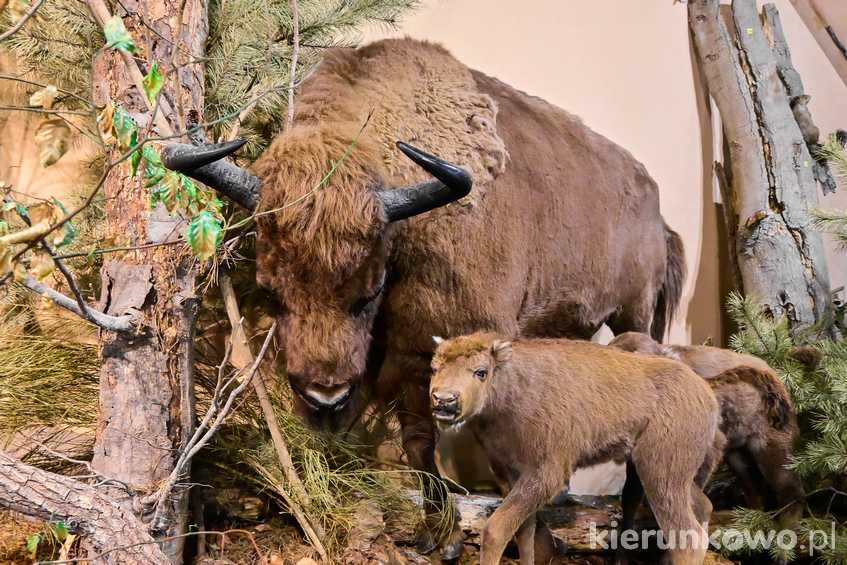 Żubry na wystawie Muzeum Wolińskiego Parku Narodowego w Międzyzdrojach