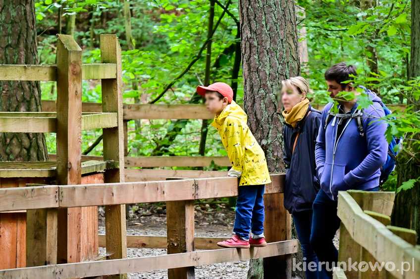Podglądanie zwierząt w zagrodzie na terenie Wolińskiego Parku Narodowego