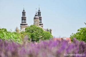 Lawendowy Ląd - pole lawendy w Wielkopolsce