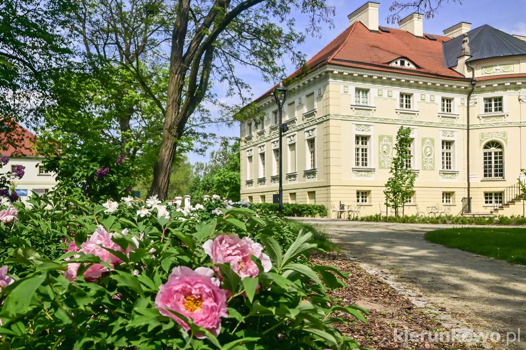 Kwitnące piwonie w pałacowym parku (Muzeum w Lewkowie)