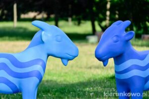 Kolorowe koziołki w Poznaniu