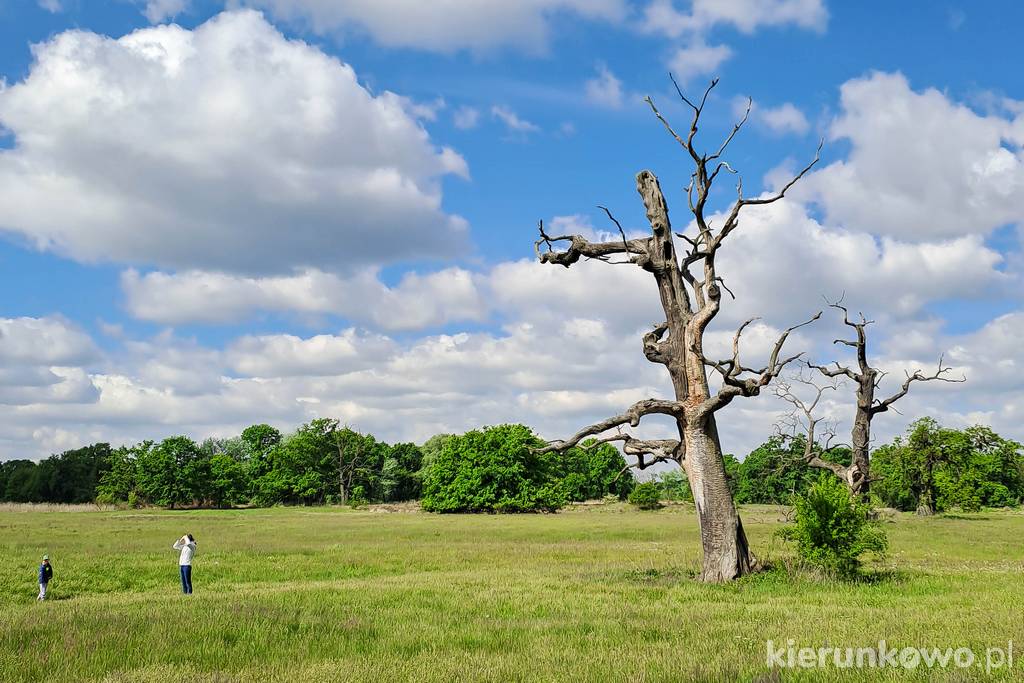 rogaliński park krajobrazowy suche dęby na łęgach wielkopolska atrakcje