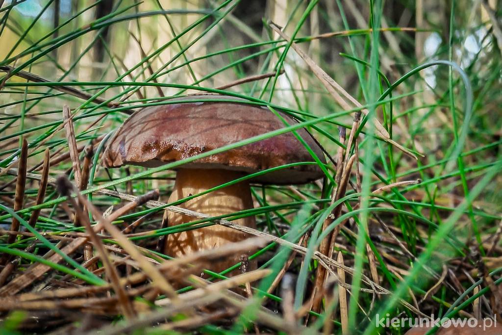 Podgrzybek w Puszczy Pyzdrskiej