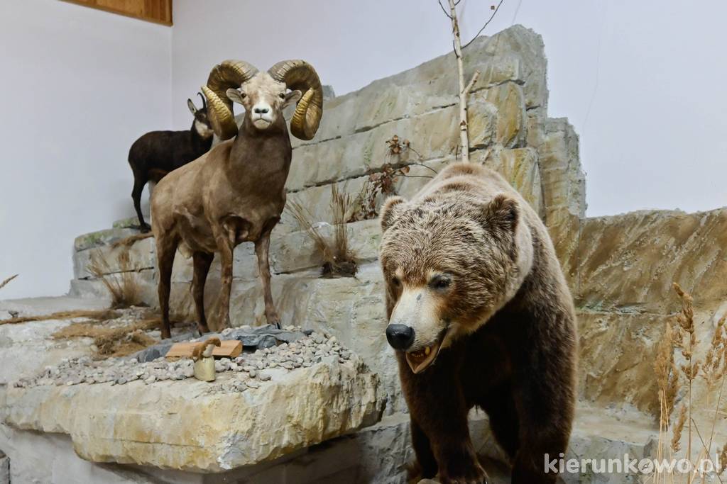 Na wystawie można zobaczyć również owcę Argali i niedźwiedzia