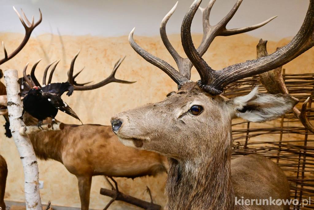 Muzeum Przyrodniczo-Łowieckie w Uzarzewie