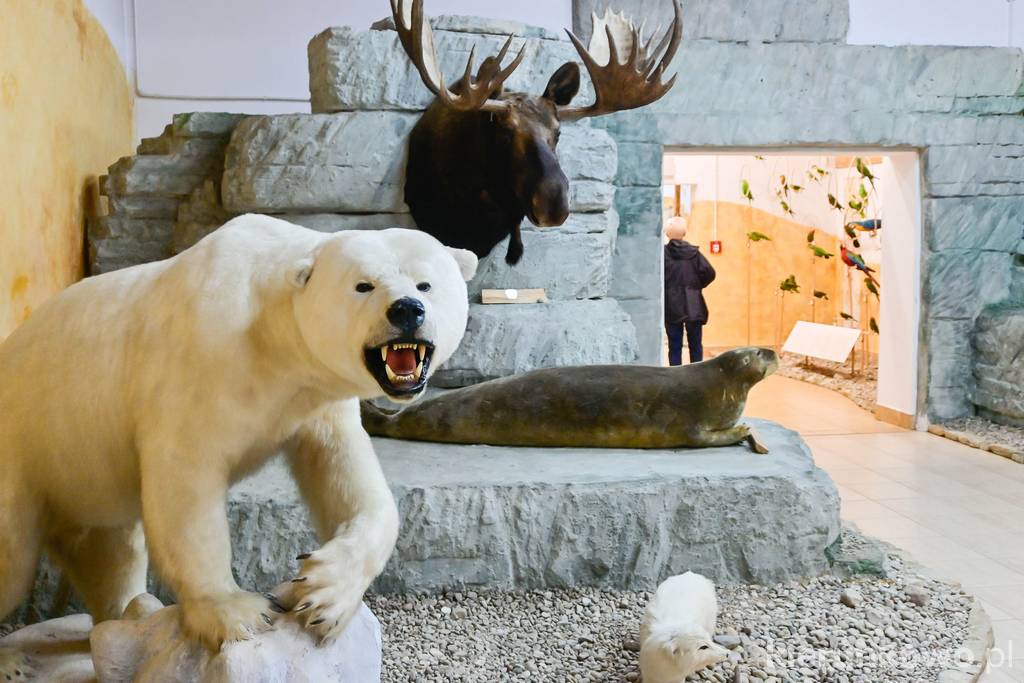 Wystawa zwierząt arktycznych (Muzeum Przyrodniczo-Łowieckie w Uzarzewie)