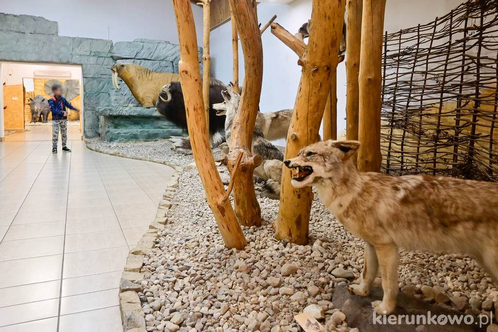 W Muzeum Przyrodniczo-Łowieckim w Uzarzewie można poznać zwierzęta z całego świata