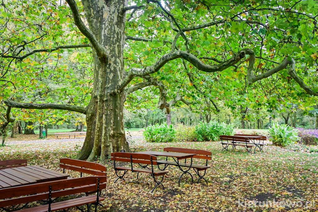 Otaczający pałac park z kilkoma pomnikowymi drzewami
