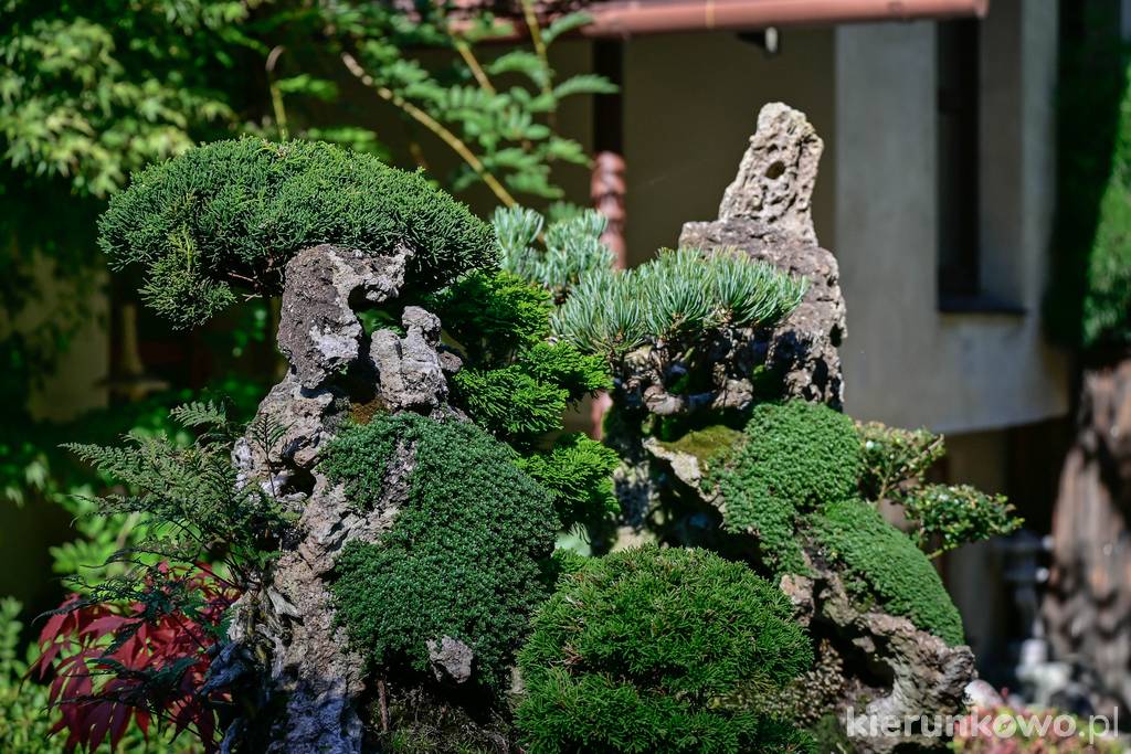 Bonsai w ogrodzie japońskim w Jarkowie